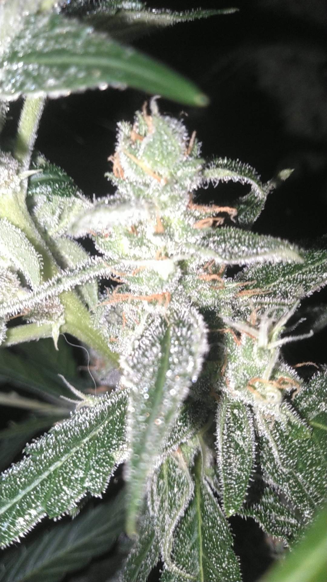 Kerosene dream 3 grow diary (journal) harvest10 by HVACBOY88 GrowDiaries