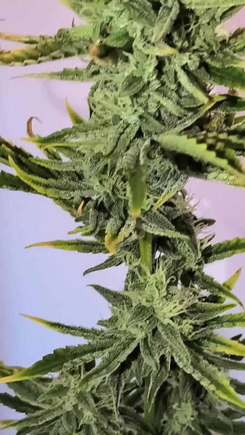 Stealthy Wedding Cake auto + Godzilla Cookies auto