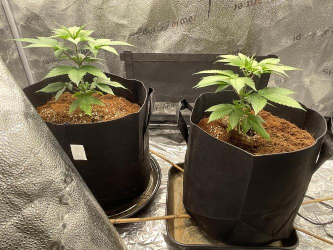 Pineaple Express First coco run. Week 4 - 11/11: looking absolutely stunning