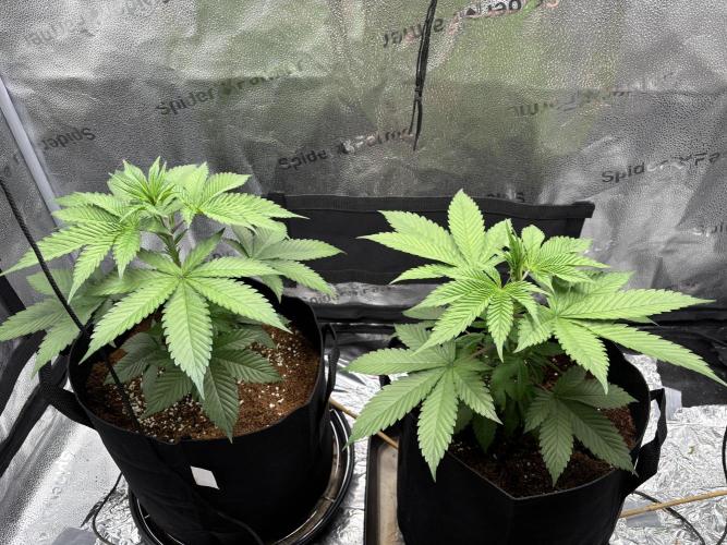 Pineaple Express First coco run. Week 4 - 14/11 looking stunning