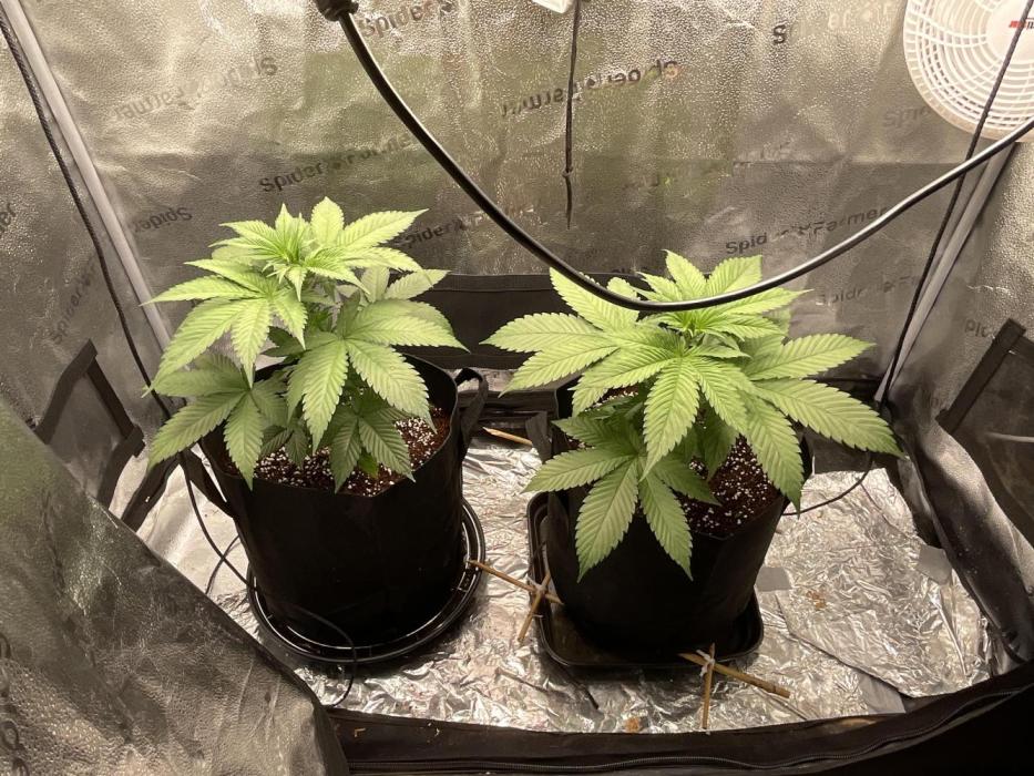 Pineaple Express First coco run. Week 5 - 15/11; 1 more week of veg, i want fat babies