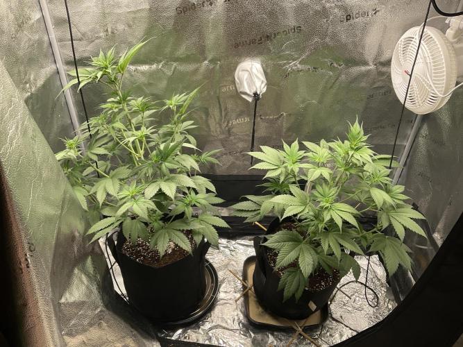 Pineaple Express First coco run. Week 6 - 27/11