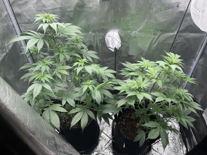 Pineaple Express First coco run. Week 7
