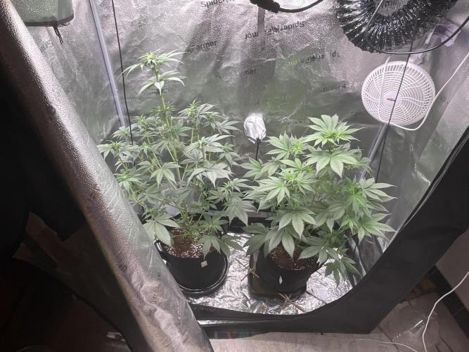 Pineaple Express First coco run. Week 7 - 2/30