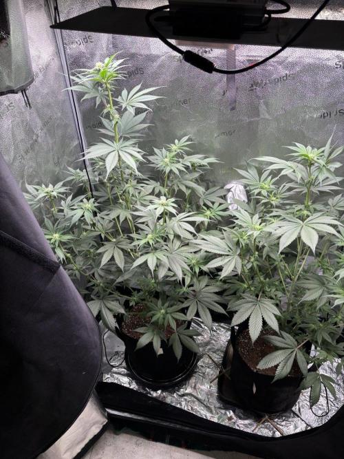 Pineaple Express First coco run. Week 8 - 07/12