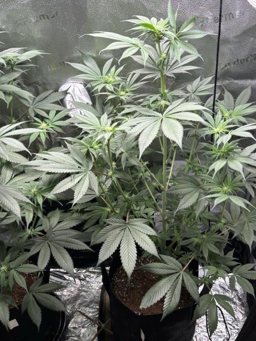 Pineaple Express First coco run. Week 8 - 07/12