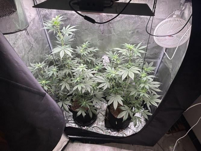 Pineaple Express First coco run. Week 8 - 07/12