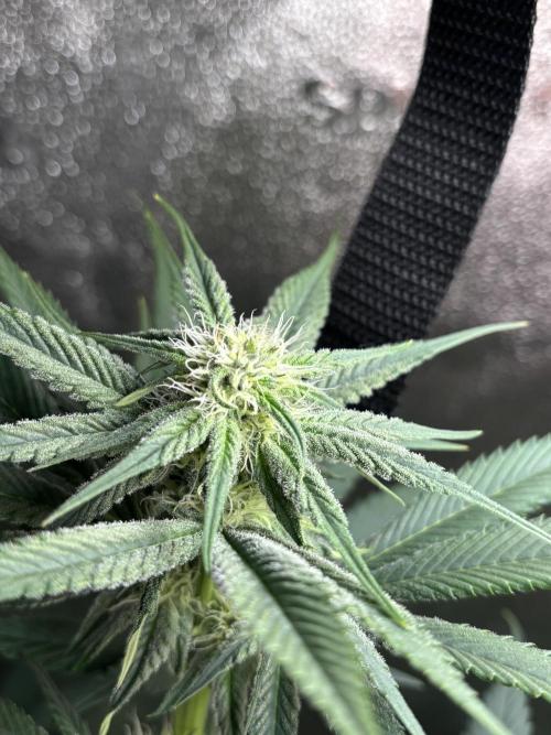 Pineaple Express First coco run. Week 9 - Just wow… 