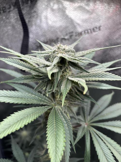 Pineaple Express First coco run. Week 9