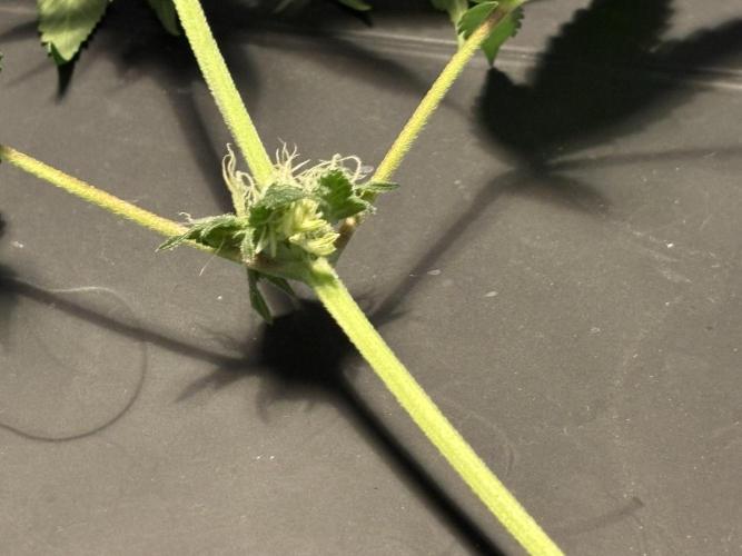 Pineaple Express First coco run. Week 9 - DAMN YOU GOD AND YOUR BASTARD BALLS