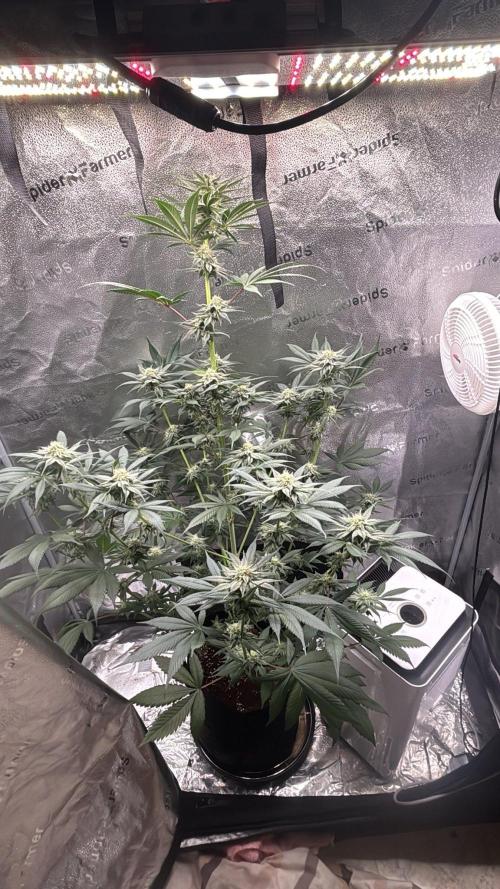 Pineaple Express First coco run. Week 10 - 21/12