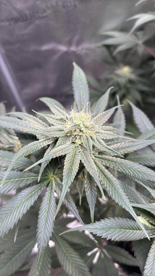 Pineaple Express First coco run. Week 10 - 21/12