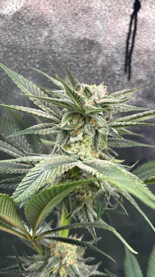 Pineaple Express First coco run. Week 10 - 21/12