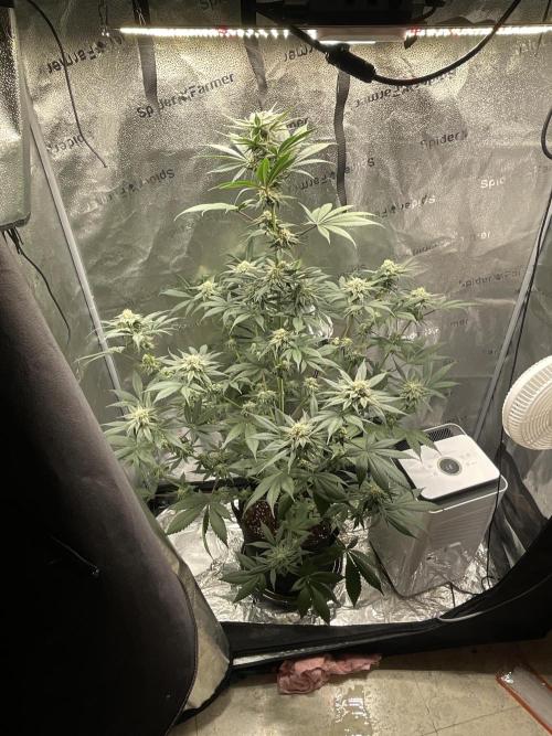 Pineaple Express First coco run. Week 11 - 28/12