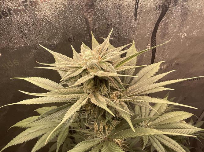 Pineaple Express First coco run. Week 11 - 28/12