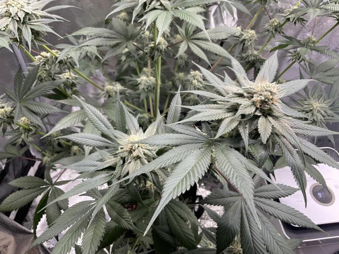 Pineaple Express First coco run. Week 11 - 28/12