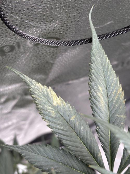 Pineaple Express First coco run. Week 11 - weird spots on leaves