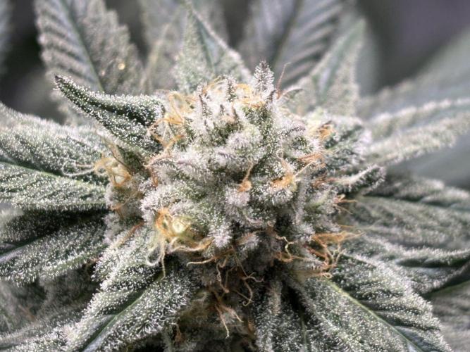 Pineaple Express First coco run. Week 11 - 3 more weeks before harvest