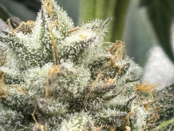 Pineaple Express First coco run. Week 11 - sorry for bad quality, im not good at taking pictures