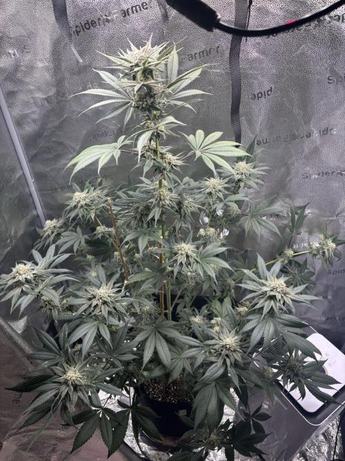 Pineaple Express First coco run. Week 11 - 02/01: she is so awesome, the branches are getting heavy, i need to tie them