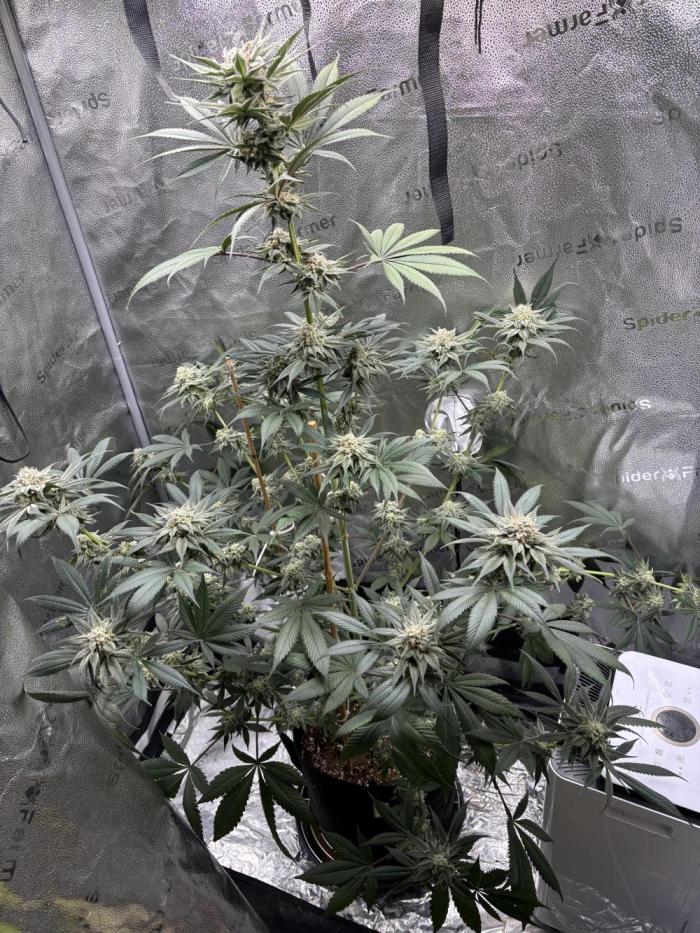 Pineaple Express First coco run. Week 12 - 05/01/26