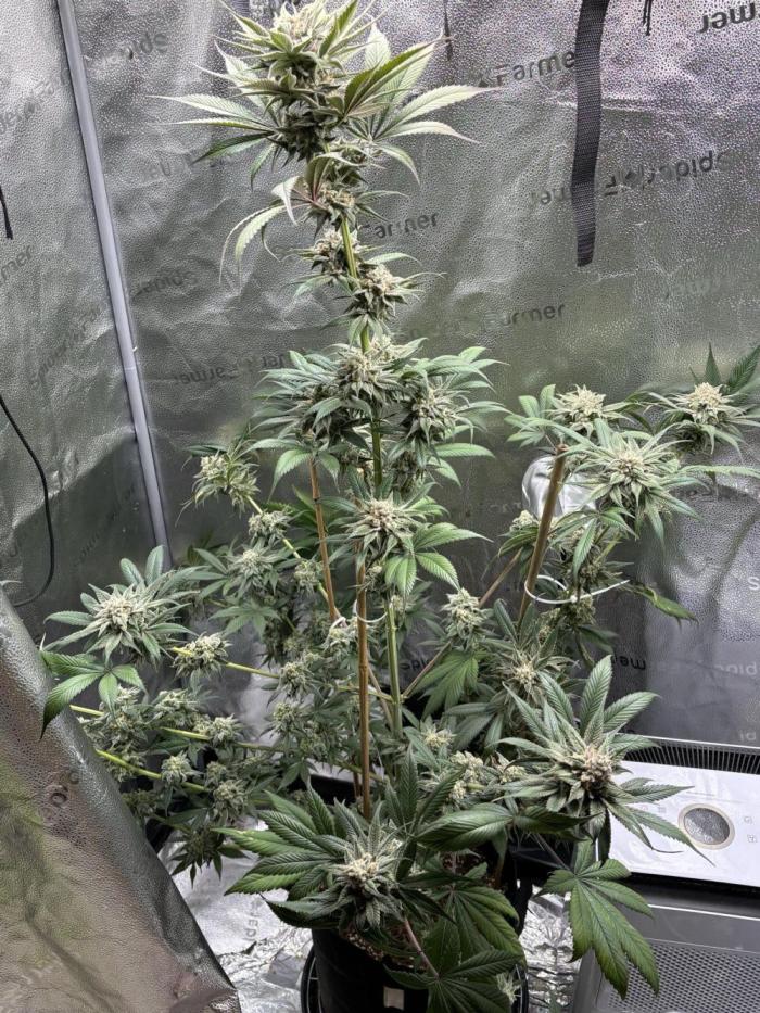 Pineaple Express First coco run. Week 13 - the end of my plant 