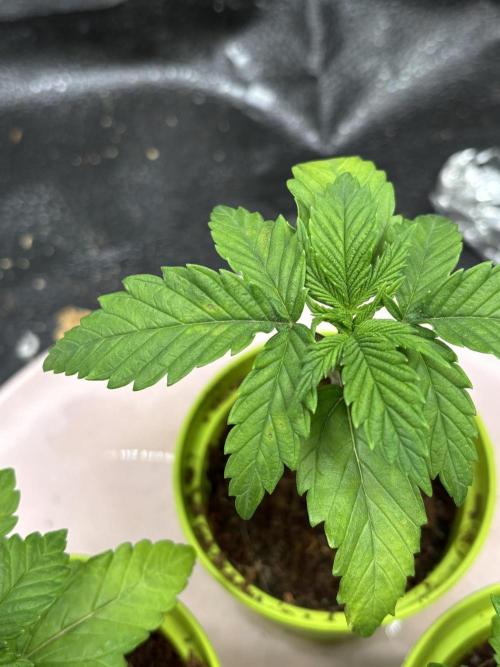 OG Kush - Zamnesia free seeds. Week 1 - 04/03 some rust spots :(