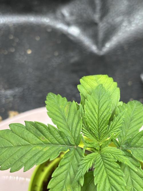 OG Kush - Zamnesia free seeds. Week 1 - 04/03. some rust spots :(