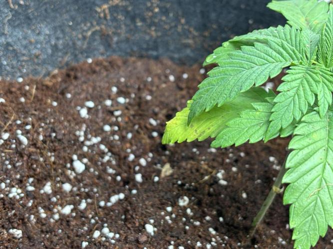 OG Kush - Zamnesia free seeds. Week 2 - 07/03: I suspect there is some calcium def. here