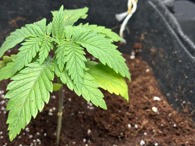 OG Kush - Zamnesia free seeds. Week 2 - 07/03