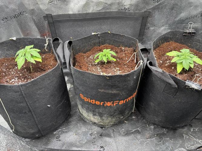 OG Kush - Zamnesia free seeds. Week 2 - 07/03: Repotted plants 