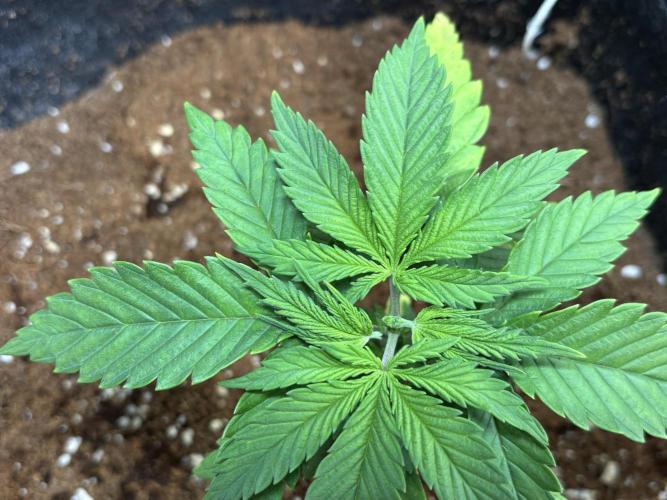 OG Kush - Zamnesia free seeds. Week 2 - 11/03: Topped plant