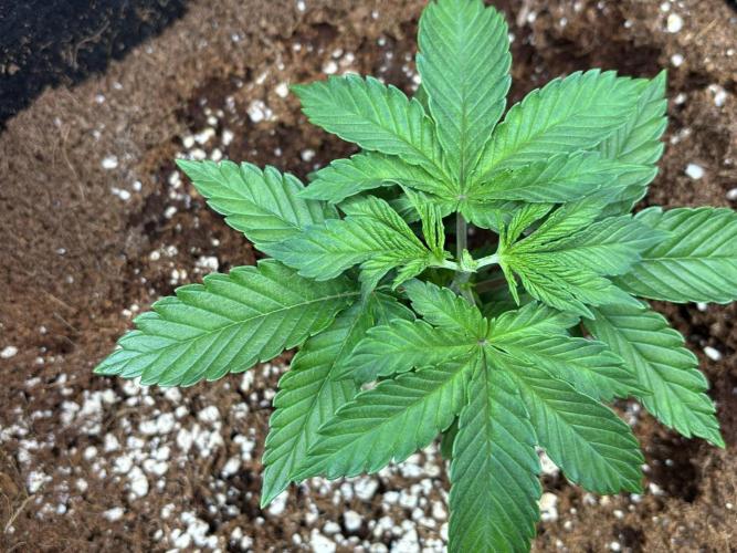 OG Kush - Zamnesia free seeds. Week 2 - 11/03: Topped plant