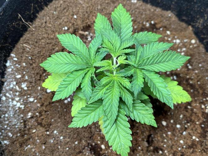 OG Kush - Zamnesia free seeds. Week 2 - 11/03: Topped plant