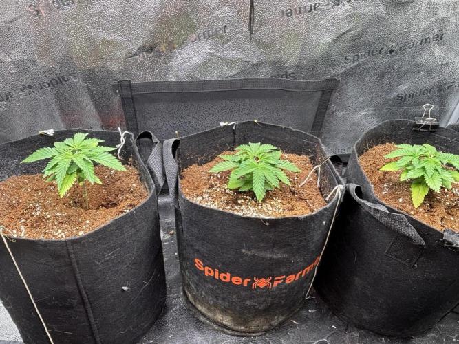 OG Kush - Zamnesia free seeds. Week 2 - Calcium or magnesium deff is clear here
