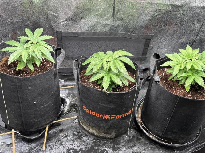 OG Kush - Zamnesia free seeds. Week 3 - 15/03