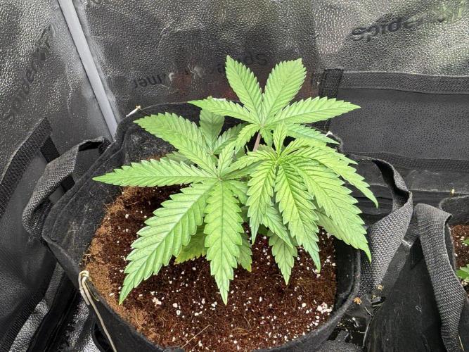 OG Kush - Zamnesia free seeds. Week 3 - 15/03: 3 main branches?
