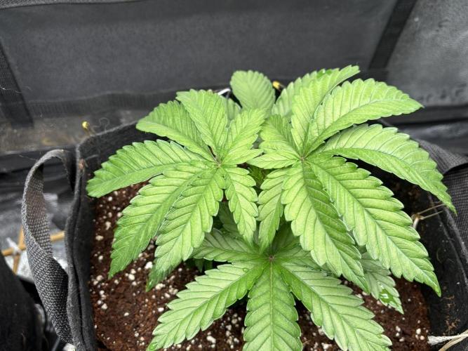 OG Kush - Zamnesia free seeds. Week 3 - 15/03
