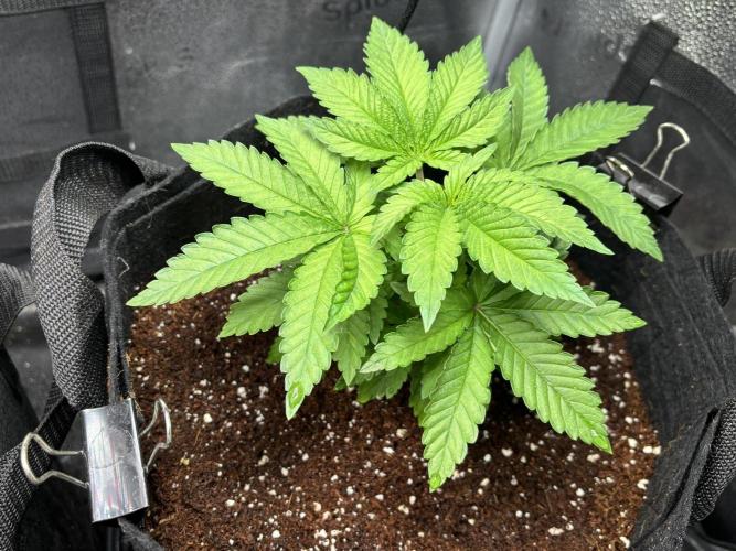 OG Kush - Zamnesia free seeds. Week 3 - 15/03