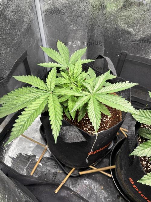OG Kush - Zamnesia free seeds. Week 3 - 18/03 plant 1