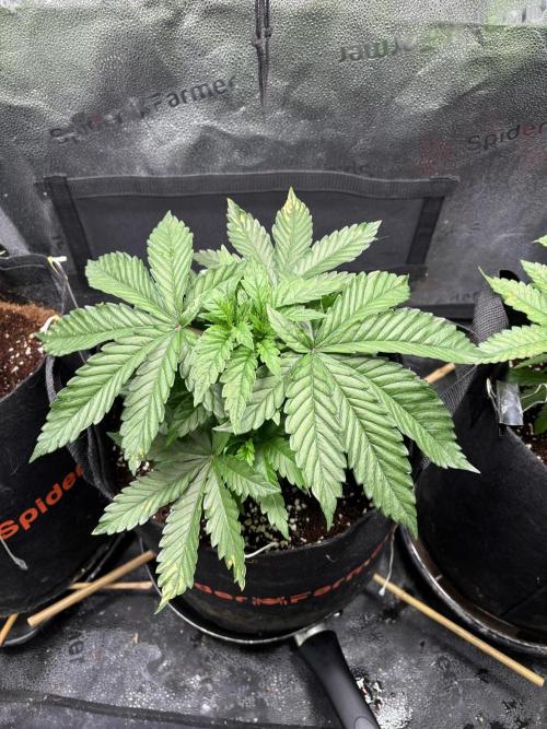 OG Kush - Zamnesia free seeds. Week 3 - 18/03 P2