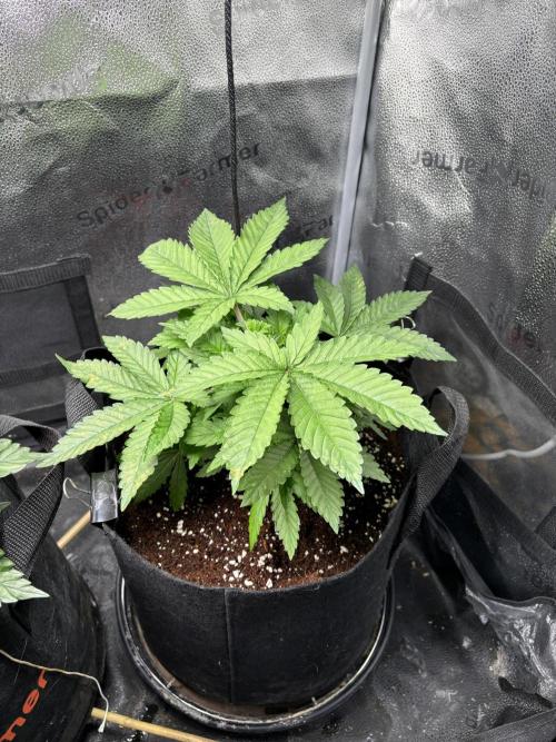 OG Kush - Zamnesia free seeds. Week 3 - 18/03 P3
