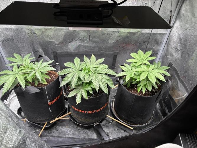 OG Kush - Zamnesia free seeds. Week 3 - 18/03