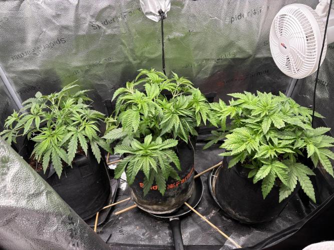 OG Kush - Zamnesia free seeds. Week 4 - 23/3 started lst