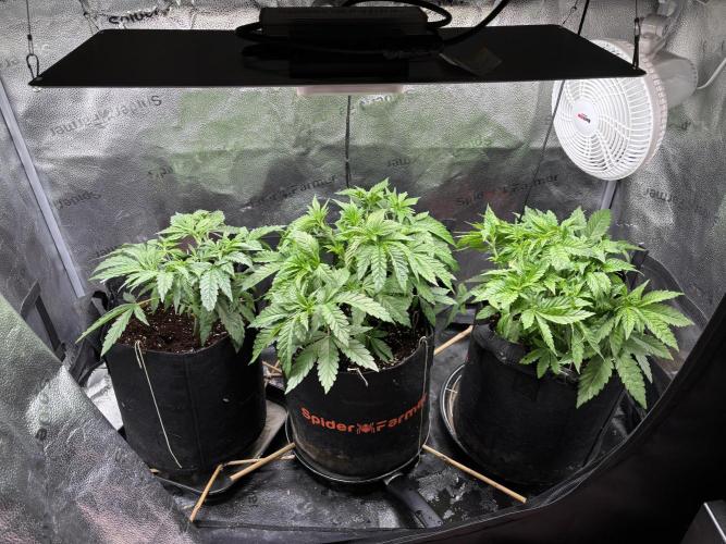 OG Kush - Zamnesia free seeds. Week 4 - 23/3