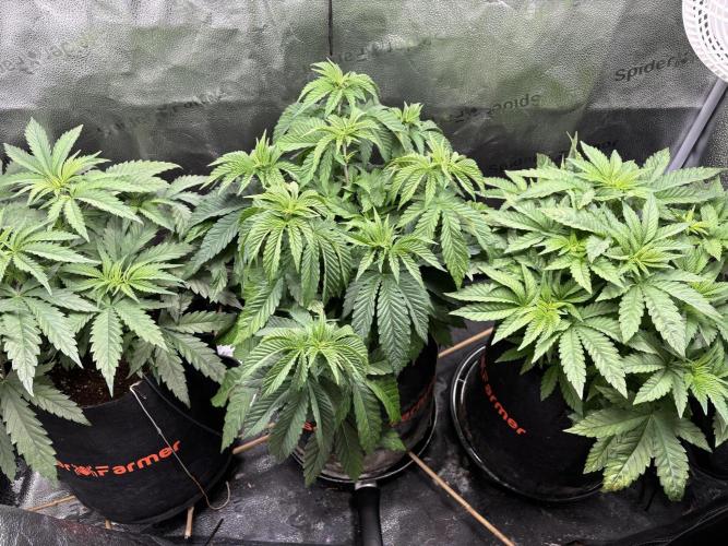 OG Kush - Zamnesia free seeds. Week 5 - 29/03; bit droopy, no water. last day of veg
