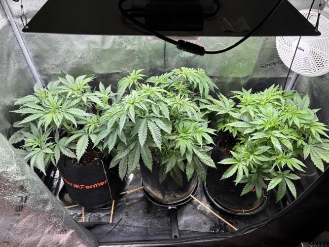 OG Kush - Zamnesia free seeds. Week 5 - 31/03