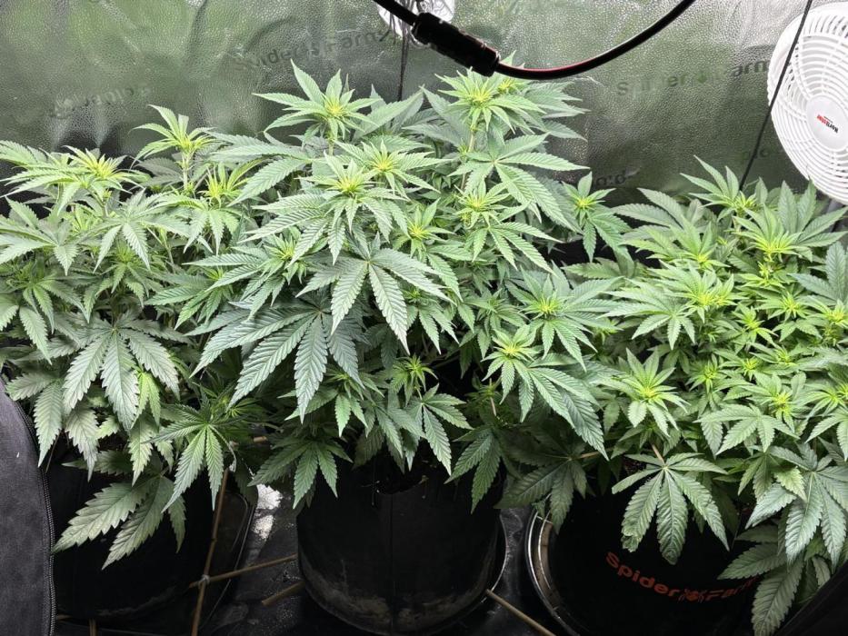 OG Kush - Zamnesia free seeds. Week 6