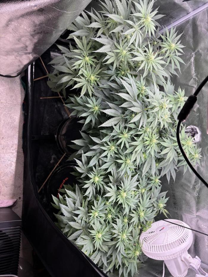 OG Kush - Zamnesia free seeds. Week 7