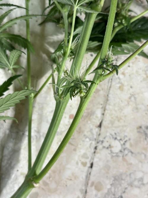 OG Kush - Zamnesia free seeds. Week 8 - Herm